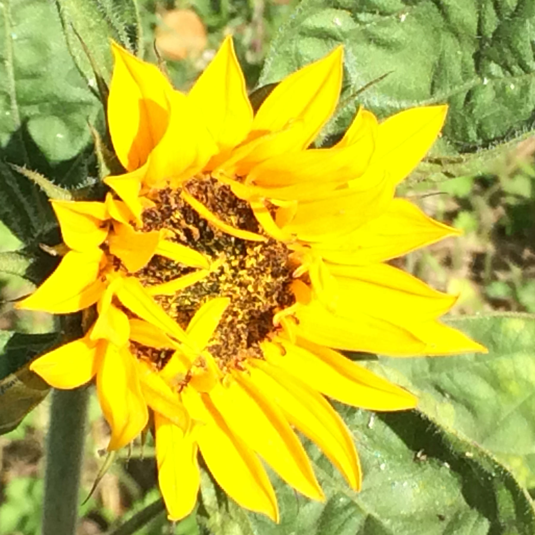 organic sunflower